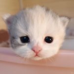 whysoetude4.jpg